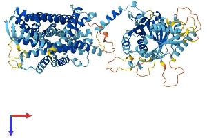 SLC12A9 Protein (AA 1-914) (His tag)