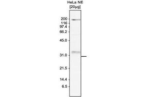 Western Blot of anti-SKI8 antibody Western Blot results of Rabbit anti-SKI8 antibody. (WDR61 Antikörper)