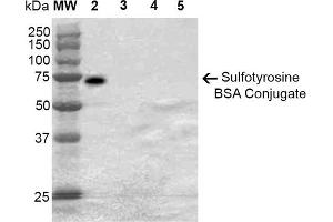 Western Blot analysis of Sulfotyrosine-BSA Conjugate showing detection of 67 kDa Sulfotyrosine-BSA using Mouse Anti-Sulfotyrosine Monoclonal Antibody, Clone 7C5 . (Sulfotyrosine Antikörper)