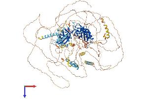 PER1 Protein (AA 1-1290) (His tag)