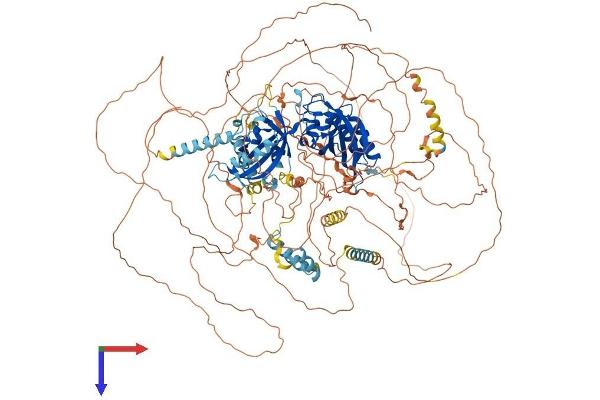 PER1 Protein (AA 1-1290) (His tag)