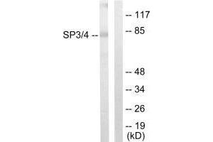 Western blot analysis of extracts from Jurkat cells, using SP3/4 antibody. (SP3/SP4 Antikörper  (C-Term))