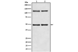 Western Blotting (WB) image for anti-Nuclear Factor kappa B (NFkB) antibody (ABIN7606844)