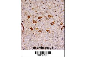Mouse Pak7 Antibody immunohistochemistry analysis in formalin fixed and paraffin embedded mouse brain tissue followed by peroxidase conjugation of the secondary antibody and DAB staining. (PAK7 Antikörper  (N-Term))