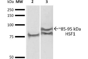 Western Blotting (WB) image for anti-Heat Shock Factor Protein 1 (HSF1) (AA 425-439) antibody (FITC) (ABIN1741569)