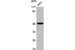 Western Blot analysis of K562 cells using D4DR Polyclonal Antibody (DRD4 Antikörper  (C-Term))