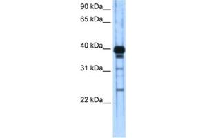 Western Blotting (WB) image for anti-Zinc Finger and SCAN Domain Containing 16 (ZSCAN16) antibody (ABIN2461941) (ZSCAN16 Antikörper)