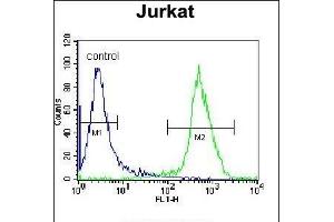XRCC5 Antibody (Center ) (ABIN655900 and ABIN2845300) flow cytometric analysis of Jurkat cells (right histogram) compared to a negative control cell (left histogram). (XRCC5 Antikörper  (AA 424-450))