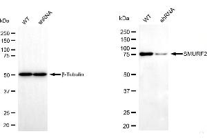 Western blotting analysis using SMURF2 antibody (ABIN7800365). (SMURF2 Antikörper)