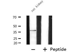 Western blot analysis of extracts from rat kidney, using ADORA2A Antibody. (Adenosine A2a Receptor Antikörper  (Internal Region))