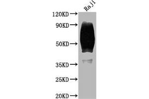 Western Blot Positive WB detected in: Raji whole cell lysate All lanes: CD80 antibody at 1:2000 Secondary Goat polyclonal to rabbit IgG at 1/50000 dilution Predicted band size: 34, 30, 19 kDa Observed band size: 60 kDa (Rekombinanter CD8 Antikörper)