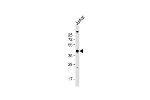Anti-PSMD13 Antibody (C-term) at 1:1000 dilution + Jurkat whole cell lysate Lysates/proteins at 20 μg per lane. (PSMD13 Antikörper  (C-Term))