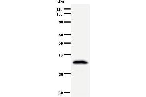 Western Blotting (WB) image for anti-DEAD (Asp-Glu-Ala-Asp) Box Polypeptide 39A (DDX39) antibody (ABIN933112) (DDX39 Antikörper)