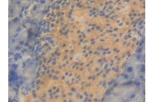 DAB staining on IHC-P; Samples: Mouse Pancreas Tissue (CNTF Antikörper  (AA 2-198))