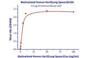 Immobilized trastuzumab at 3 μg/mL (100 μl/well) can bind Biotinylated Human Her2, Superior Sensitivity . (ErbB2/Her2 Protein (AA 23-652) (His tag,Biotin))