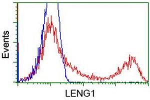 HEK293T cells transfected with either RC204931 overexpress plasmid (Red) or empty vector control plasmid (Blue) were immunostained by anti-LENG1 antibody (ABIN2454711), and then analyzed by flow cytometry. (Leng1 Antikörper)