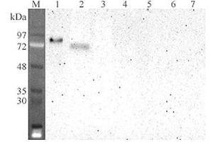 Western blot analysis using anti-DLL4 (human), mAb (DL86-3AG)  at 1:2'000 dilution. (DLL4 Antikörper  (Extracellular Domain))