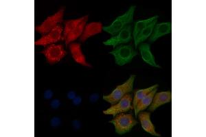 ABIN6257010 and ABIN6274258 staining Hela cells by IF/ICC. (KPB1/2 (Internal Region) Antikörper)
