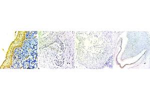 Immunohistochemistry (IHC) image for anti-Bone Morphogenetic Protein 4 (BMP4) (C-Term) antibody (ABIN2854884)