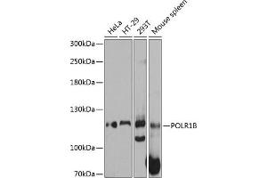 Western blot analysis of extracts of various cell lines, using POLR1B antibody (ABIN6131083, ABIN6145908, ABIN6145909 and ABIN6215598) at 1:3000 dilution. (POLR1B Antikörper  (AA 670-900))