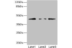 Western blot All lanes: FBXO4 antibody at 3. (FBXO4 Antikörper  (AA 138-387))