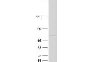 Validation with Western Blot (BRF2 Protein (Myc-DYKDDDDK Tag))