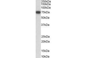 ABIN2564140 (0. (NGFR Antikörper  (Internal Region))