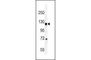 CENTG1 Antibody (C-term) (ABIN654901 and ABIN2844549) western blot analysis in mouse brain tissue lysates (35 μg/lane). (AGAP2 Antikörper  (C-Term))