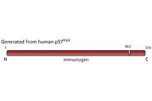 Image no. 1 for anti-Cyclin-Dependent Kinase Inhibitor 1C (p57, Kip2) (CDKN1C) antibody (ABIN967507) (CDKN1C Antikörper)
