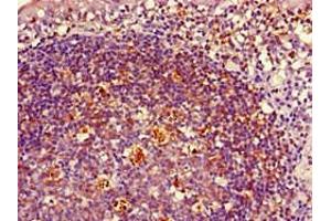Immunohistochemistry of paraffin-embedded human tonsil tissue using ABIN7155618 at dilution of 1:100 (HLA-DRB1 Antikörper  (AA 31-266) (Biotin))