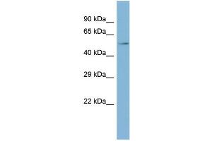 Western Blotting (WB) image for anti-T-Complex-Associated-Testis-Expressed 1 (TCTE1) (C-Term) antibody (ABIN2785391)