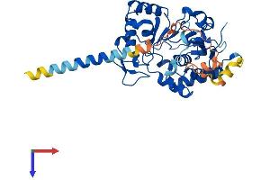 ST8SIA3 Protein (AA 1-380) (His tag)