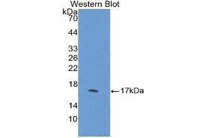 Western Blotting (WB) image for anti-Desert Hedgehog (DHH) (AA 241-383) antibody (ABIN1858634) (desert Hedgehog Antikörper  (AA 241-383))