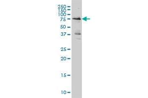 WEE1 monoclonal antibody (M01A), clone 5B6 Western Blot analysis of WEE1 expression in Hela S3 NE . (WEE1 Antikörper  (AA 289-388))