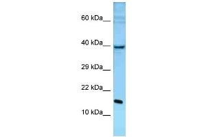 WB Suggested Anti-Pole3 Antibody Titration: 1. (POLE3 Antikörper  (C-Term))