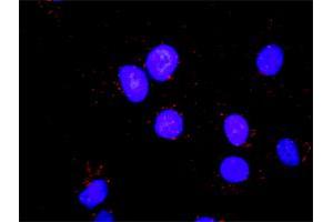 Proximity Ligation Analysis of protein-protein interactions between CDK2 and PCNA. (PCNA Antikörper  (AA 78-177))