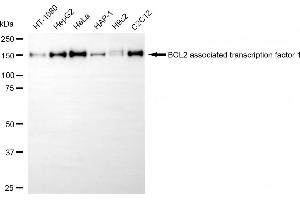 Western blotting analysis using BCL2 associated transcription factor 1 antibody (ABIN7797747).