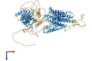 SLC4A4 Protein (AA 1-1079) (His tag)