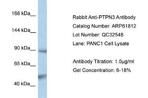 Western Blotting (WB) image for anti-Protein tyrosine Phosphatase, Non-Receptor Type 3 (PTPN3) (N-Term) antibody (ABIN971502) (PTPN3 Antikörper  (N-Term))