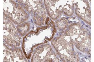 ABIN6272960 at 1/100 staining Mouse kidney tissue by IHC-P. (GLUD1 Antikörper  (Internal Region))