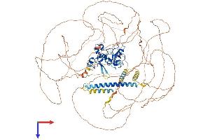 MLLT10 Protein (AA 1-1068) (His tag)