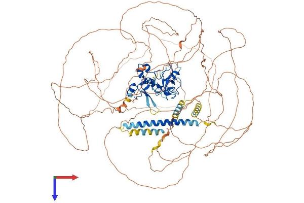 MLLT10 Protein (AA 1-1068) (His tag)
