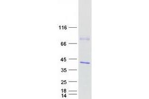Western Blotting (WB) image for Calcium Modulating Ligand (CAMLG) protein (Myc-DYKDDDDK Tag) (ABIN2713102)