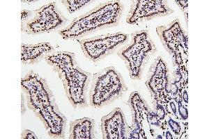 IHC analysis of H1F0 using anti-H1F0 antibody (ABIN7600521). (Histone H1 Antikörper  (AA 20-159))