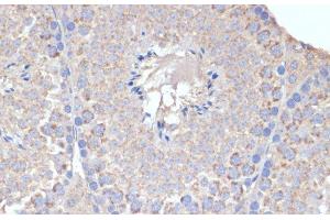 Immunohistochemistry of paraffin-embedded Mouse testis using COX5A Polyclonal Antibody at dilution of 1:100 (40x lens). (COX5A Antikörper)