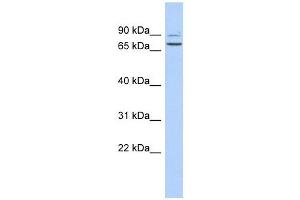 C9ORF75 antibody used at 1 ug/ml to detect target protein. (TPRN Antikörper  (Middle Region))