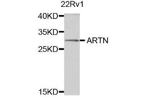 Western blot analysis of extracts of 22Rv1 cells, using ARTN antibody. (ARTN Antikörper)