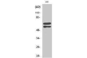 Western Blotting (WB) image for anti-V-Yes-1 Yamaguchi Sarcoma Viral Related Oncogene Homolog (LYN) (pTyr508) antibody (ABIN3182490)