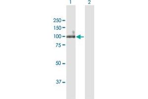 Western Blot analysis of ITGB6 expression in transfected 293T cell line by ITGB6 MaxPab polyclonal antibody.