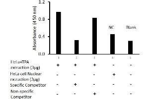 Transcription factor activity assay of Fra2 from nuclear extracts of HeLa cells or HeLa cells treated with TPA (50 ng/ml) for 3 hr with the specific competitor or non-specific competitor. (FOSL2 ELISA Kit)